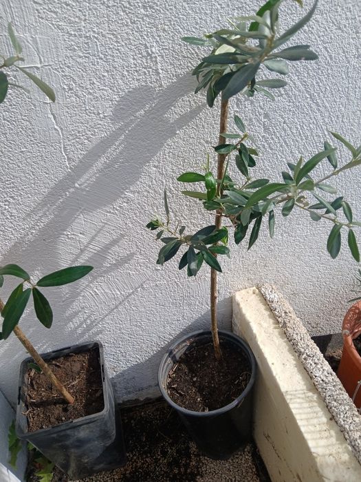Oliveiras galegas, ja adubadas e prontas para por na terra.