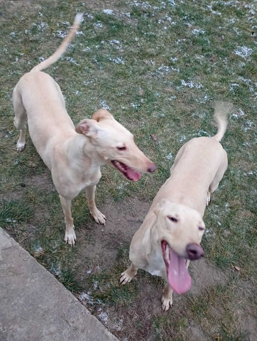 Psy suczki w typie harta do adopcji