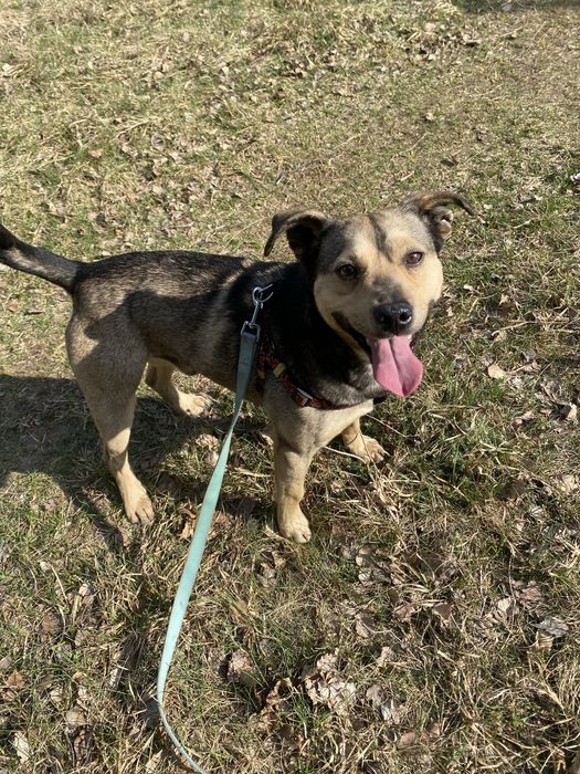 Szarik - roczny piesek do adopcji