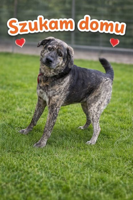 Do adopcji Lucky 3lata