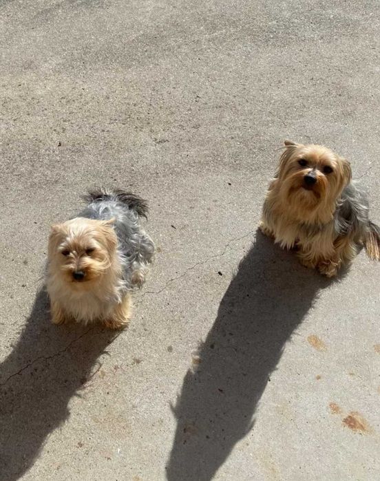 Yorkshire Terrier fêmea