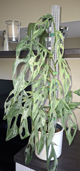 Monstera indonesian marble ukorzenione piekne sadzonki
