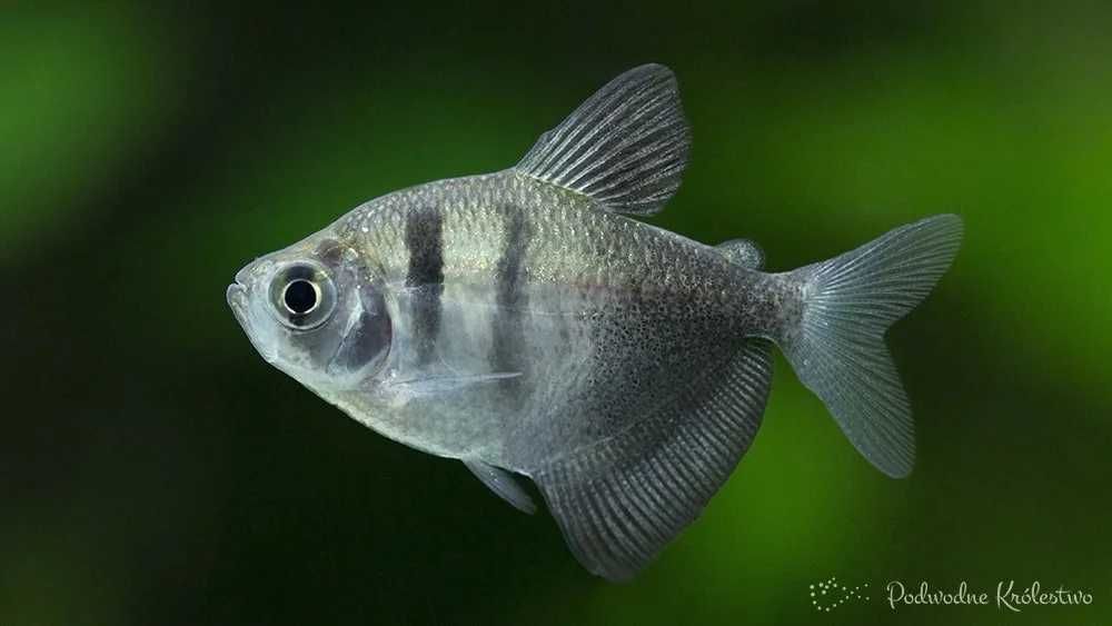 Tetra czarna - Zalobniczka