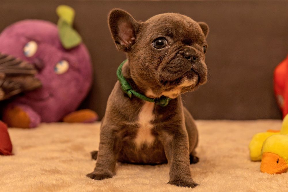 Buldog francuski szczeniak suczka niebieska blue