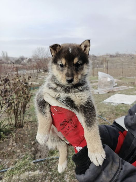 Цуценята Западно-Сибірської лайки