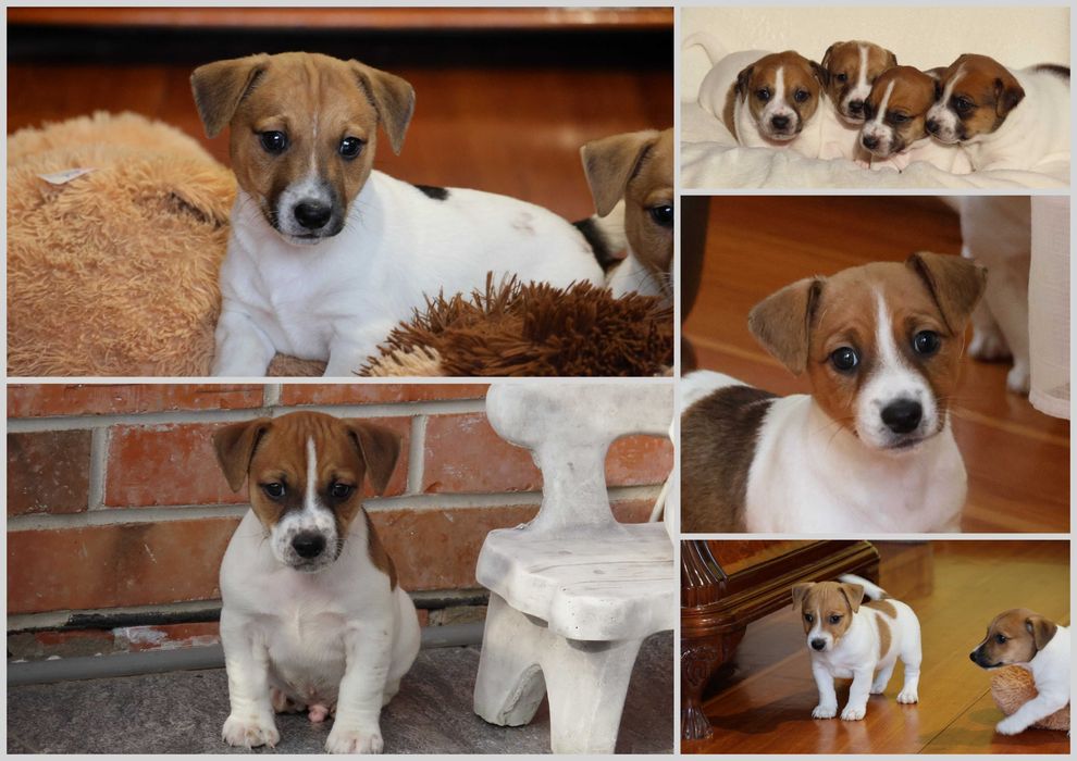 Niebawem- Jack Russell Terrier /hodowla BREFIO