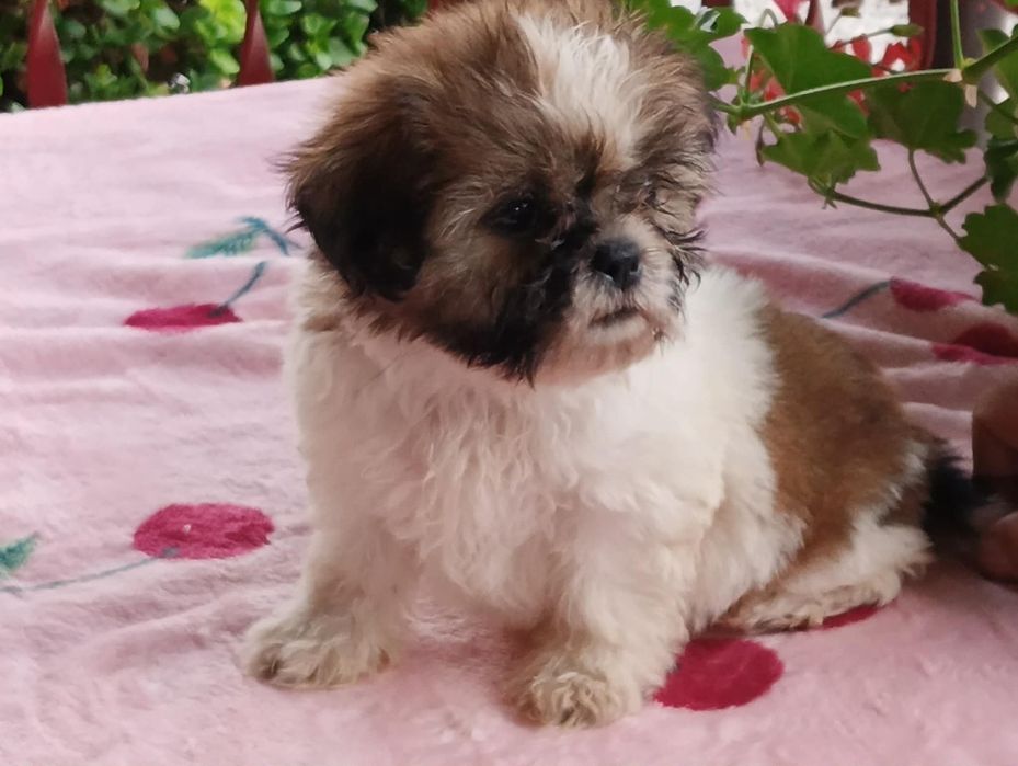 Piękne pieski i suczki shih tzu