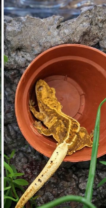 Sprzedam gekona orzęsionego z całym wyposażeniem