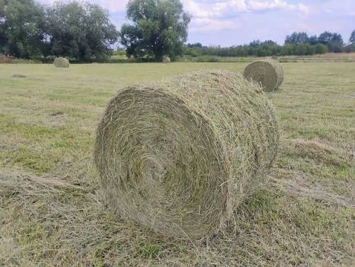 Sprzedam Siano 120x120