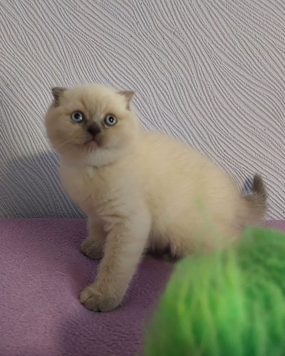 Кошенята плюшові шотландці