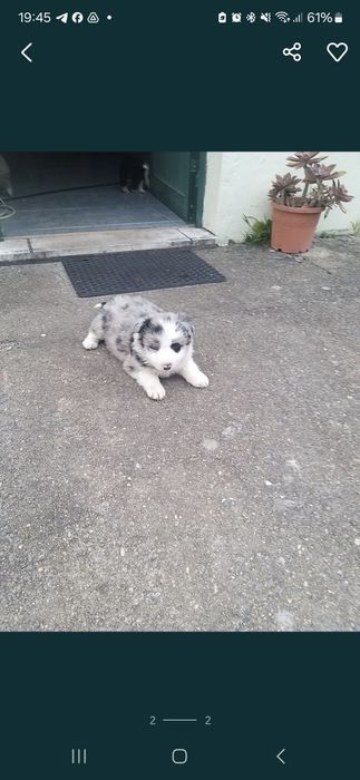 Border collie com Lop/Ri