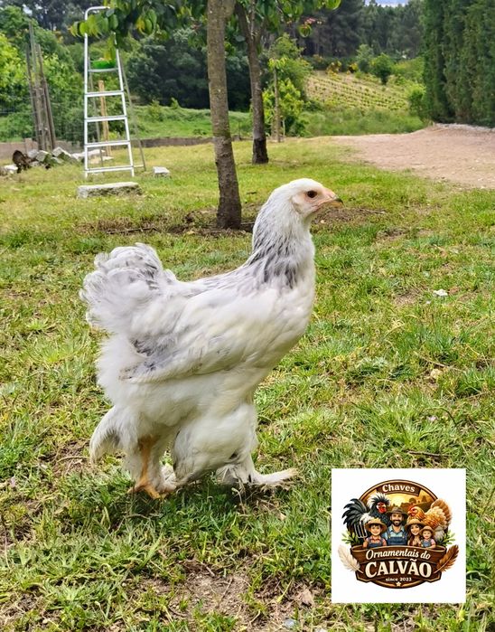Galos Brahma Light