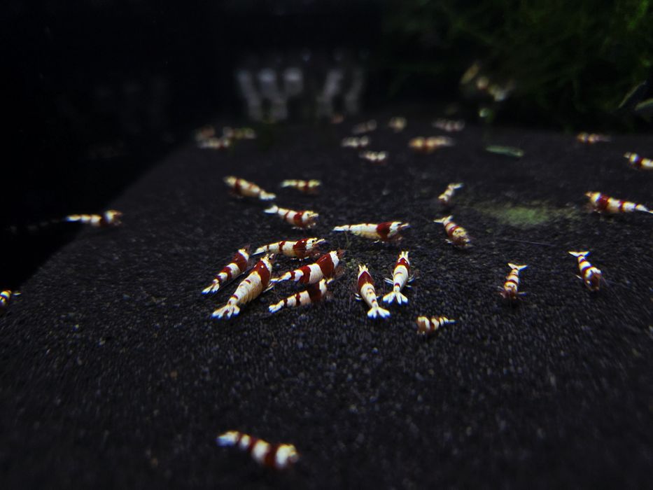 Krewetka caridina wiele odmian "super crystal red, PRL, Pinto, black taiwan, white bee