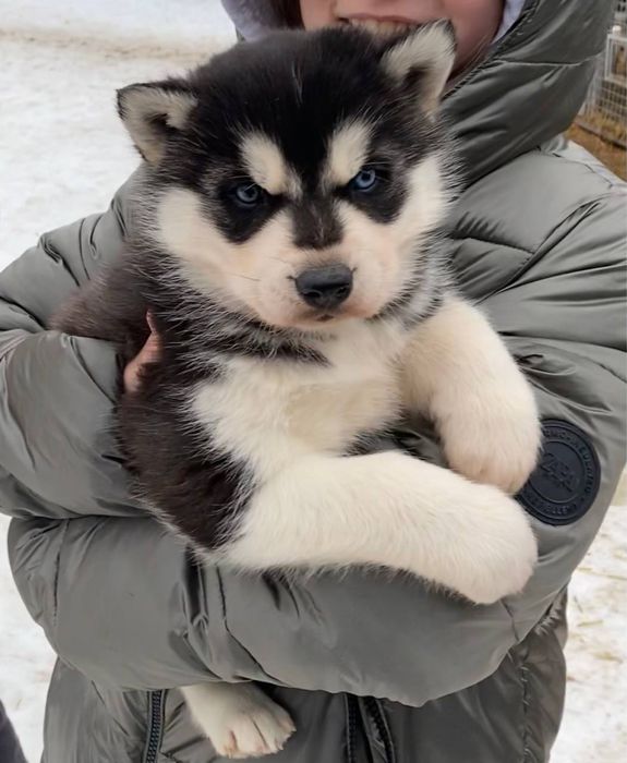 Продам Цуцики хаскі