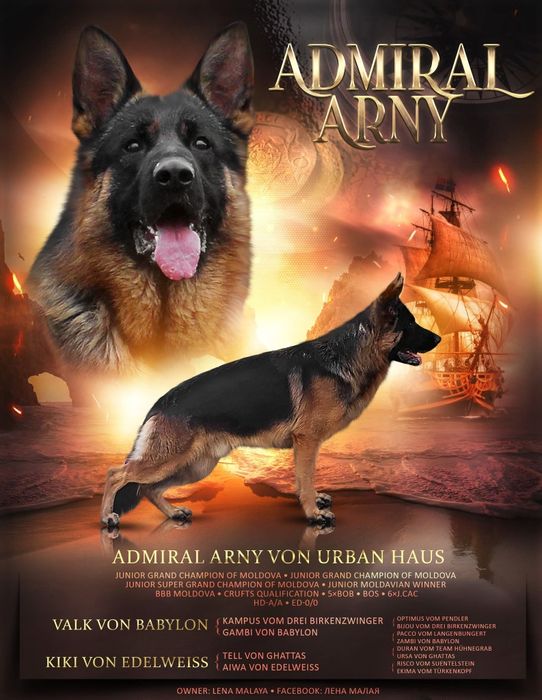 Бронювання цуценят найкращих німецьких вівчарок