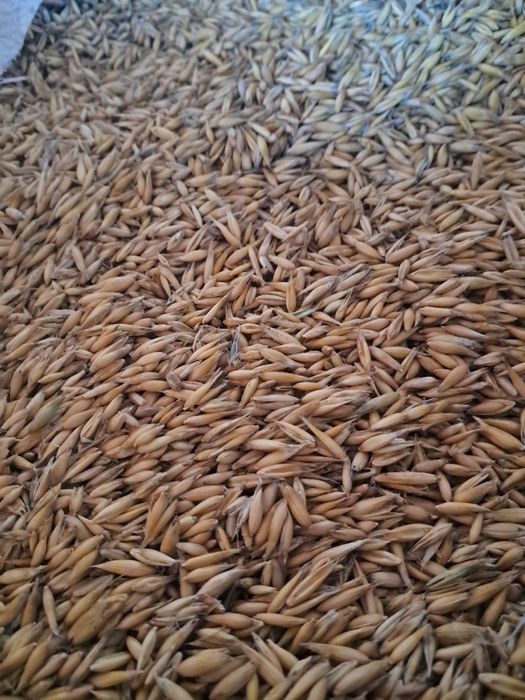 Sprzedam owies Bingo  zniwa 2025