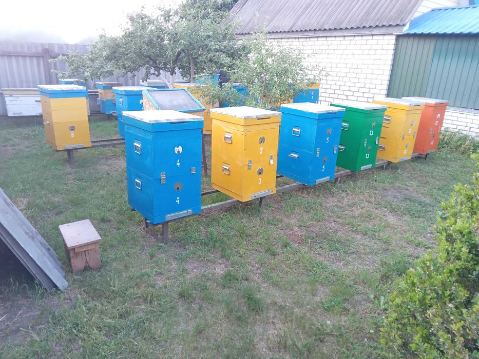 Продаються 12 вуликів двохкорпусних 10-рамочних Дадани
