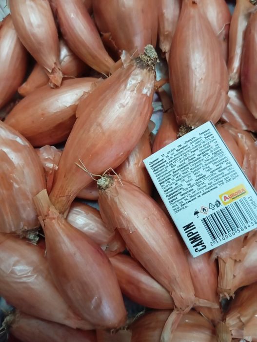 Цибуля кущівка, шалот.