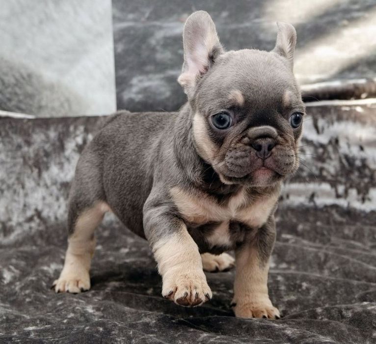 Неймовірний красунчик, блакитний,мінні