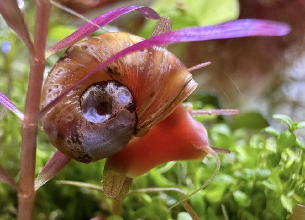 Ślimaki wodne (rozdętki,świderki,zatoczki)