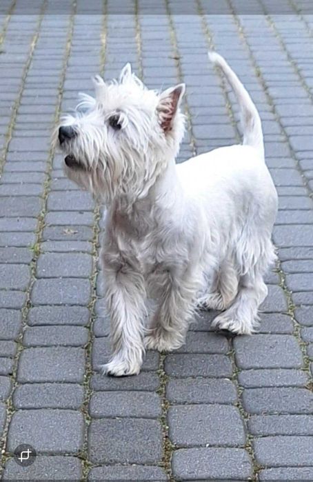 reproduktor west w Twojej okolicy? Sprawdź kategorię Psy rasowe