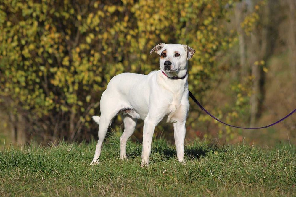 Psikus pies młody kochany adopcja schronisko