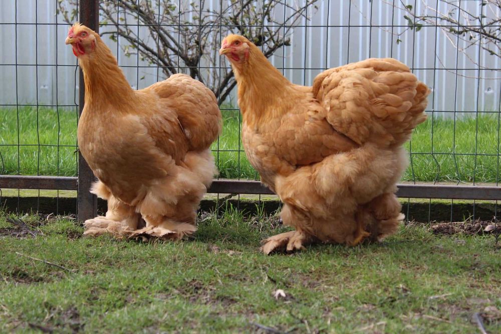 Кури  Кохи-Кохинхин