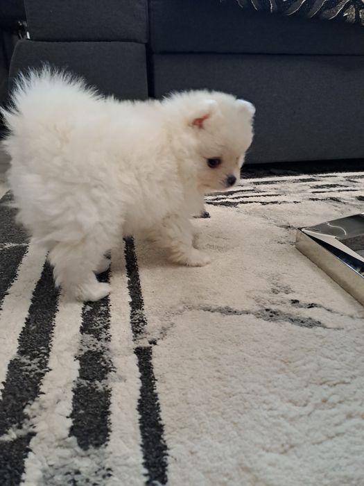 Szpic miniaturowy  suczka