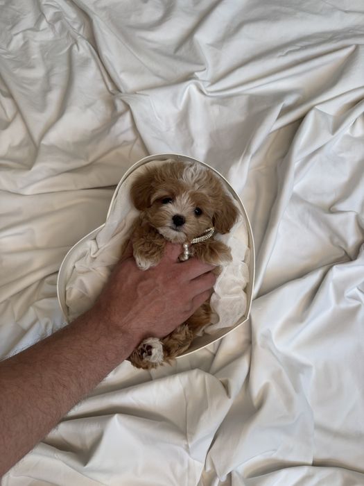 Мальтипу девочка микро ф1, мікро дівчинка мальтіпу, micro female maltipoo f1