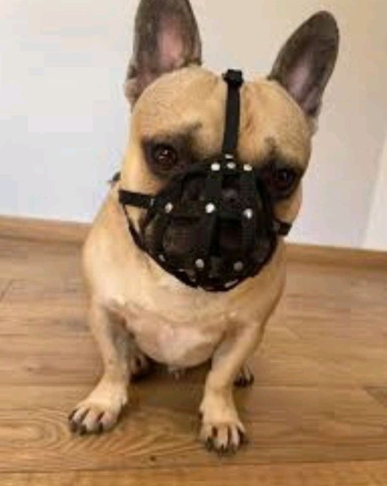 L&J kaganiec Nylon Muzzle czarny