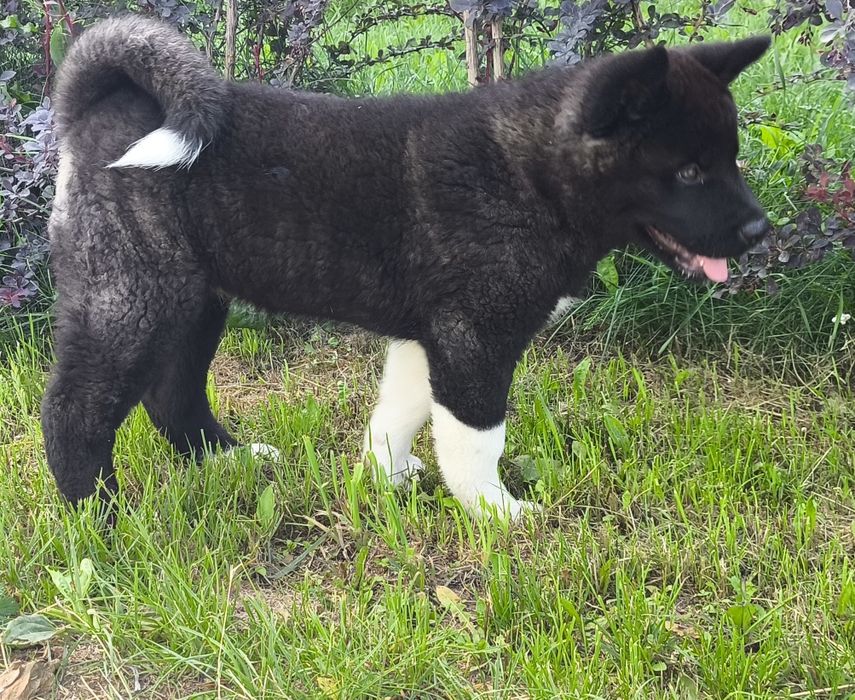 Akita amerykańska SUCZKA