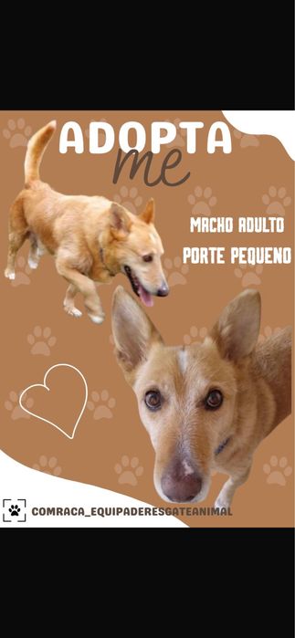 Cão para adoção responsável