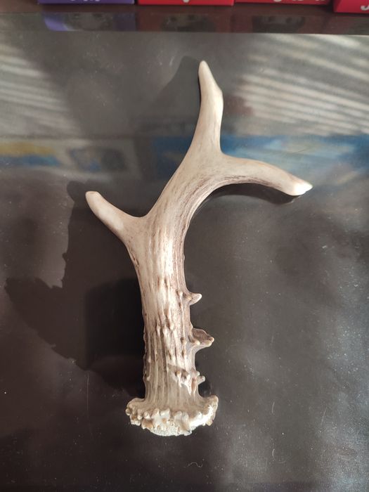 Продам РОГ козы.