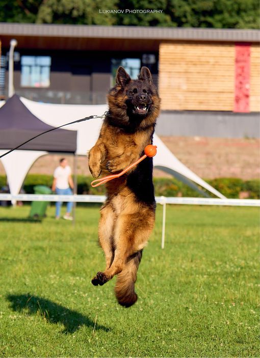 Довгошерсний кобель німецької вівчарки