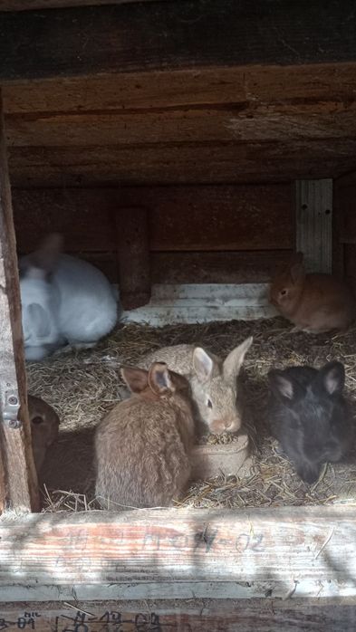 Króliki młode mieszańce