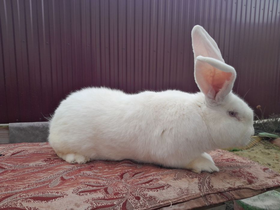 Самець Білий Велетень