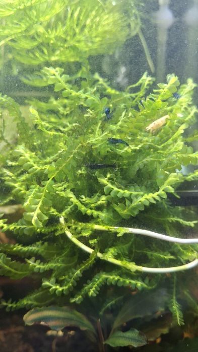 Хелена, тиломелании жёлтые ( кролик), креветка синяя