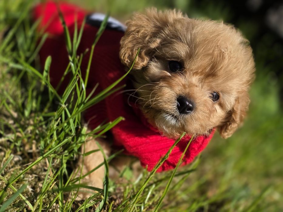 Cavapoo suczka do odbioru badania genetyczne