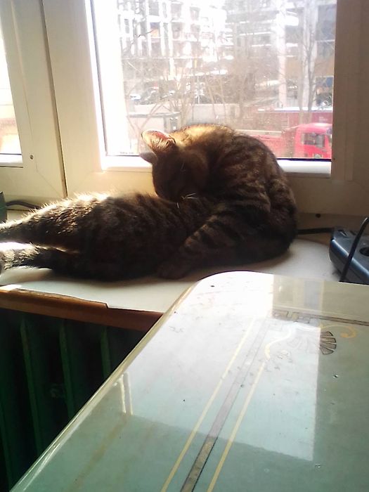 Oddam. Za darmo  kotka