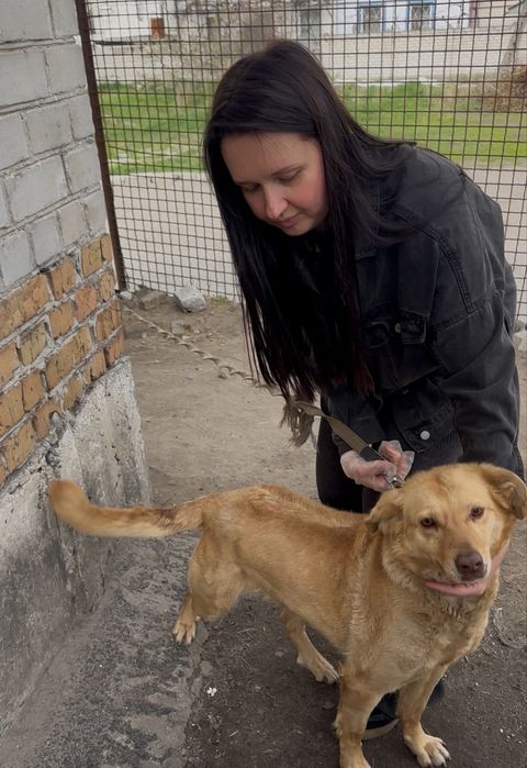 Собака безкоштовно