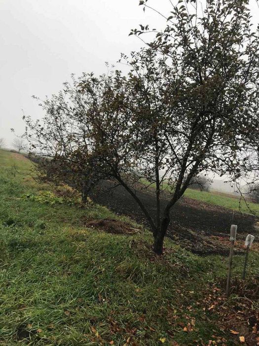 Продам дачу з великою ділянкою в селі Гірманка, Чернігівський район