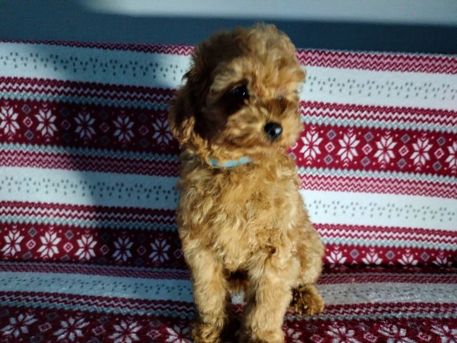 Цусенята той пуделя хлопчикі