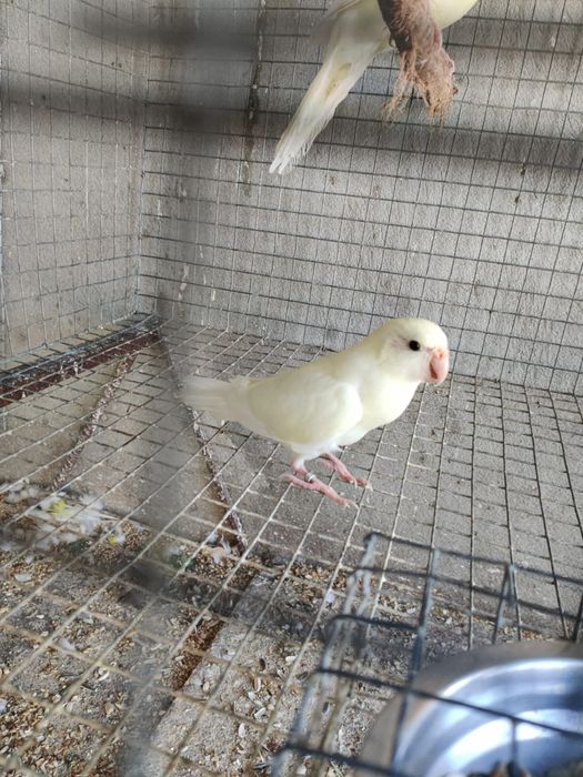 Kakarikis Creme e Malhado