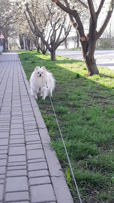 Померанський шпіц шукає наречену для в'язки