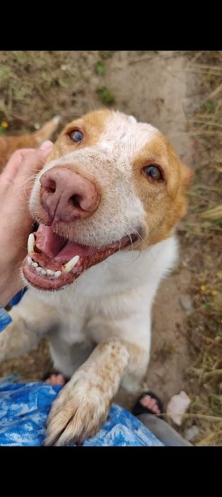 Leslie- cachorro de porte médio para adoção