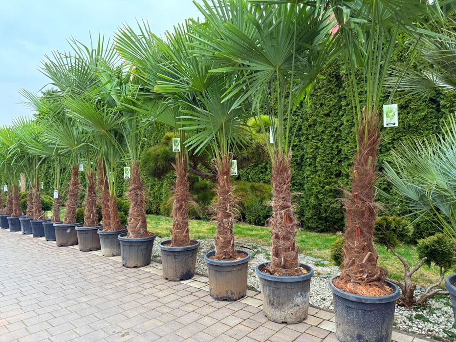Trachycarpus fortunei palma mrozoodporna duża do ogrodu taras egzotyczna