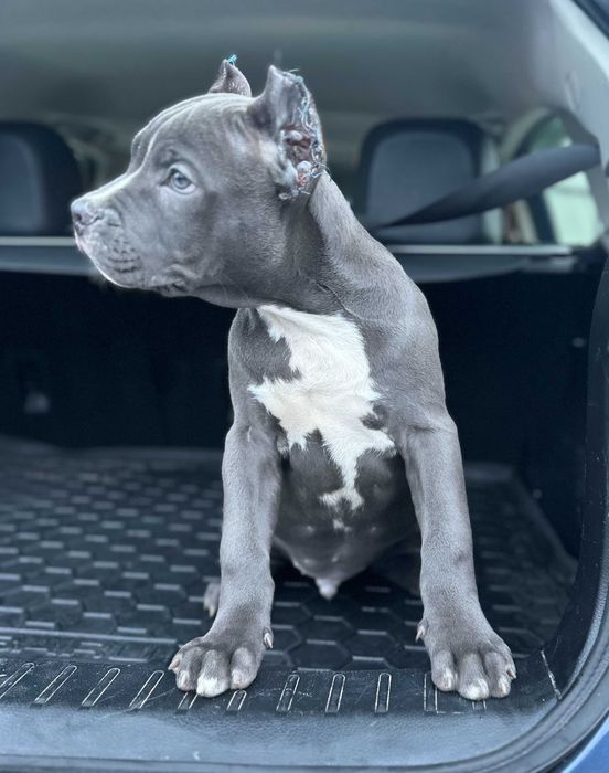 АСТ АМСТАФ щенки цуцики блакитні розплідник Харків!