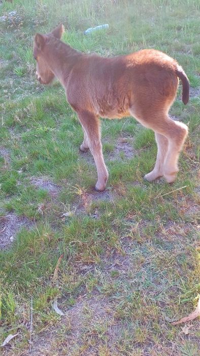 Vendo pónei fêmea muito manssinha e obediente bem tratada engatada