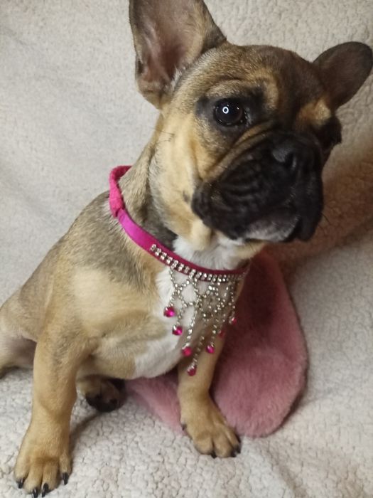 Франічка шукає нареченого