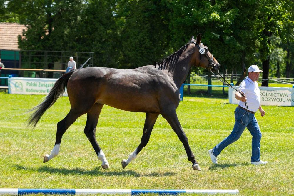 Wysoki, przyszłościowy ogier małopolski.